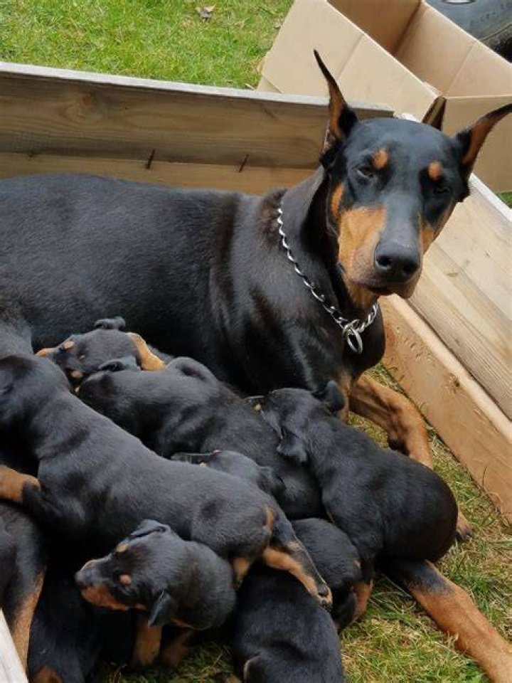 AKC Doberman pups blac and rust Doberman puppies for sale, Doberman