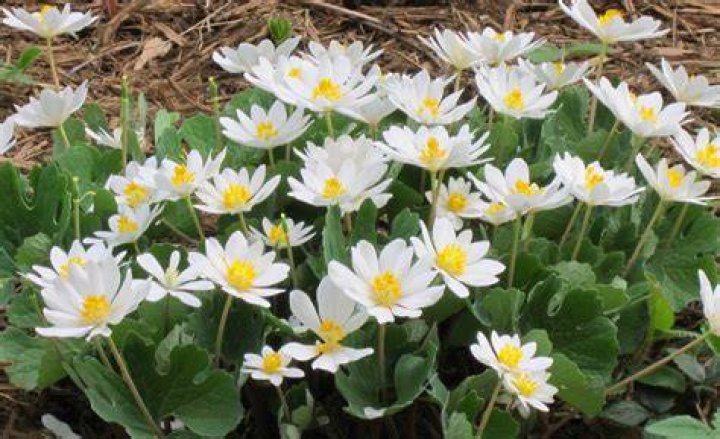 Buy Bloodroot Plants Online Sanguinaria canadensis