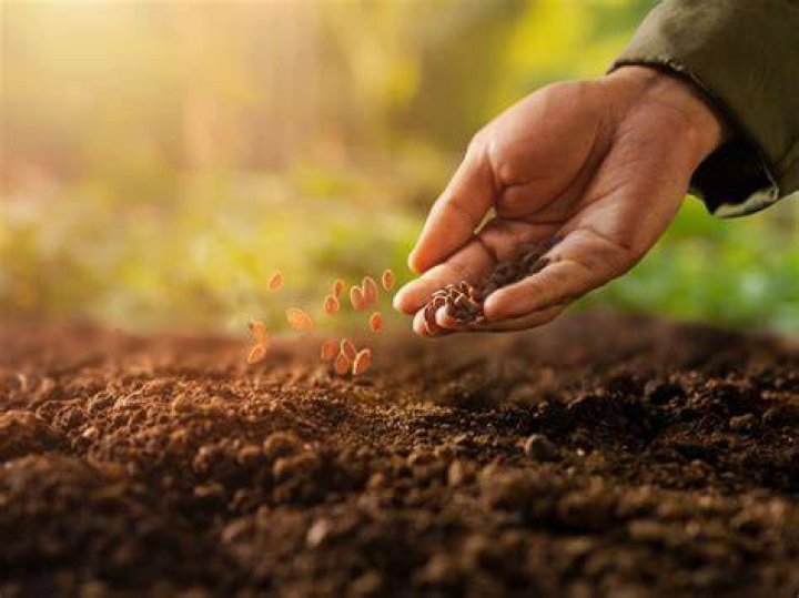 Can You Plant Seeds From An Orange Grow An Orange Tree From Seeds