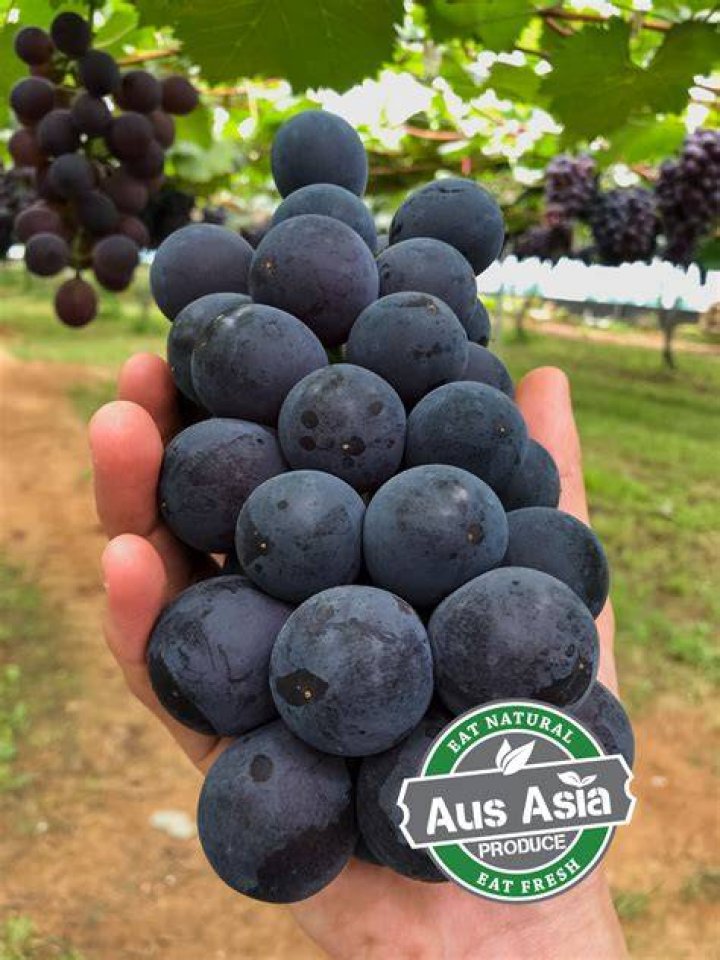 Korean Kyoho Grape (700g800g approx) &mdash; MomoBud