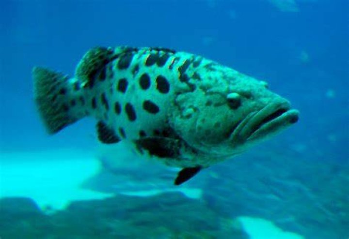 The Online Zoo Potato Grouper